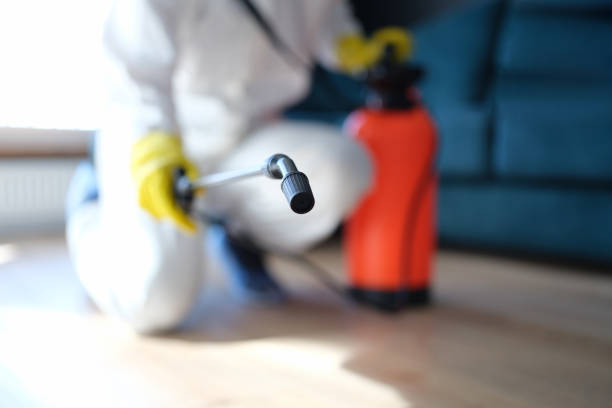 Best Black Mold Removal  in Discovery Harbour, HI