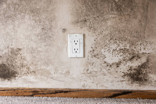 Mold Odor Removal Services in Discovery Harbour, HI