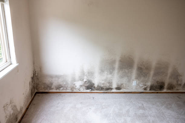 Mold Removal for HVAC Installations in Discovery Harbour, HI